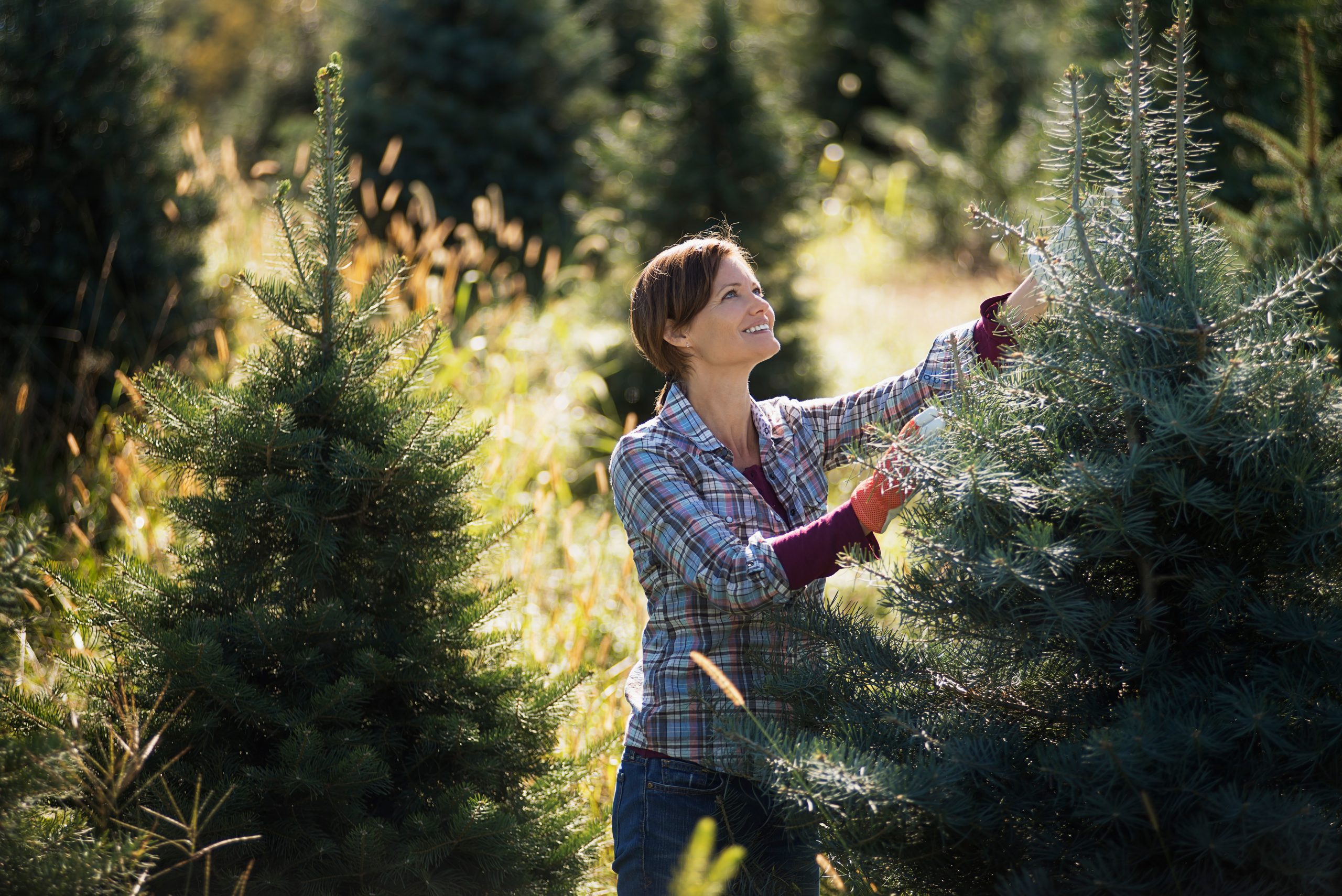 Photo of a woman pruning and caring for a live Christmas tree.